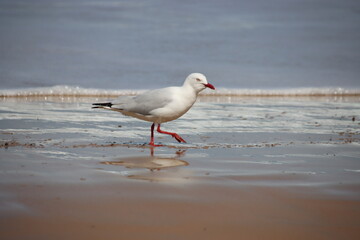 Silver Gull (Chroicocephalus novaehollandiae), Surf Beach, Phillip Island, Victoria, Australia.