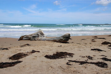 Driftwood, Surf Beach, Philip Island, Victoria, Australia.