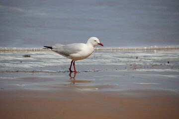 Silver Gull (Chroicocephalus novaehollandiae), Surf Beach, Phillip Island, Victoria, Australia.
