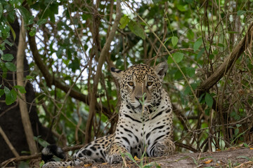 Alert jaguar lying a the b are of a fallen tree