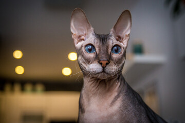 Don sphynx portrait at home in the cat house - 554420528