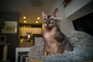 Don sphynx at home in the cat house - 554420532