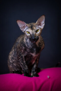 sphynx peterbald portrait in home