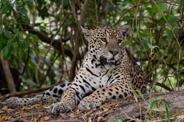 Jaguar resting on a muddy tree stump