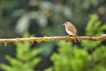 White bellied blue flycatcher female bird sitting on the branch of a tree. Amazing photo  with beautiful background. Best to watch birds when they are in the beautiful background
