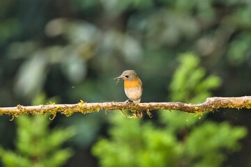 White bellied blue flycatcher female bird sitting on the branch of a tree. Amazing photo  with beautiful background. Best to watch birds when they are in the beautiful background
