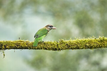 White-cheeked (small green) Barbet having fruits as food. Amazing photo  with good background. Best to watch when birds feed on their food
