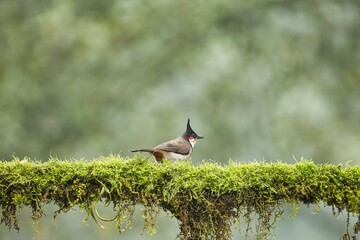 red-whiskered bulbul about to have fruits as food. Amazing photo  with good background. Best to watch when birds feed on their food
