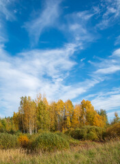 Fototapeta na wymiar Beautifull autumn landscape with forest and blue sky.