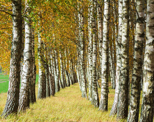 beautifull autumn landscape with birches.