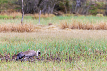 Alone Crane walking in a wetland at a pond