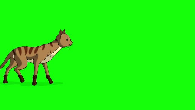 Red Tabby Cat moves from place to place chroma key HD