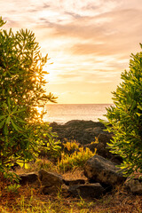 nice view with green bushes to amazing sunrise or sunset with rocks , sea and beutiful clound on background