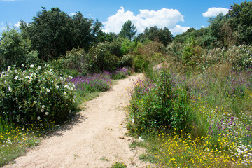 Fototapeta na wymiar Path in the flower field