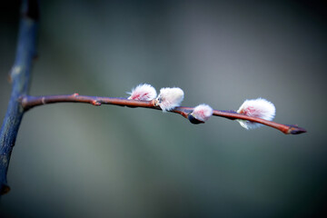 Spring. the first fluffy buds swell and bloom. © Sergey