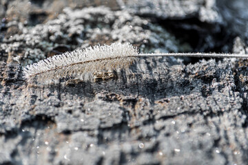 Small icy woodland detail. Atmospheric winter view and Icicles detail on a twig in the woods.