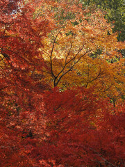 呑まれゆく緩衝地帯