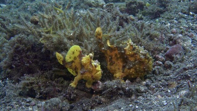 Male and female frog fish sit together next to a bush of algae.
Warty Frogfish (Antennarius maculatus) 11 cm. ID: skin is covered with wart-like protuberances.