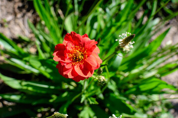 One vivid red Gaillardia flower, common known as blanket flower,  and blurred green leaves in soft focus, in a garden in a sunny summer day, beautiful outdoor floral background