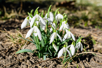 Many small and delicate white snowdrop spring flowers in full bloom in forest in a sunny spring da