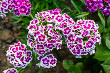 Many small vivid pink flowers of Dianthus barbatus or the sweet William plant in a British cottage style garden in a sunny summer day, beautiful outdoor floral background