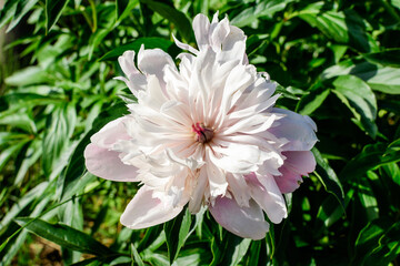 Bush with one large delicate white and pink peony flower and green leavesin direct sunlight, in a garden in a sunny summer day, beautiful outdoor floral background photographed with selective focus