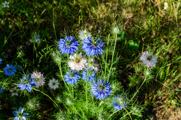Small delicate blue flowers of nigella sativa plant, also known as black caraway, cumin or kalanji, in a sunny summer day, beautiful outdoor floral background photographed with soft focus