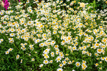 Many vivid yellow and white flowers of Chamomile or camomile plant in a garden in a sunny spring day, beautiful outdoor botanical background with selective focus