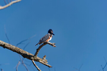Belted Kingfisher (Megaceryle alcyon) in Wisconsin state park.
