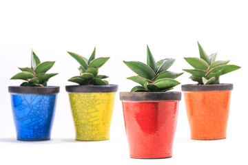 観葉植物、サンセベリア・サムライドワーフの鉢植え【白背景】