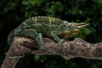 Jackson’s chameleon (Trioceros jacksonii) on tree branch.