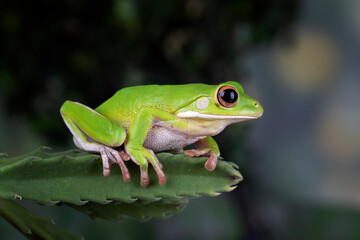 White-lipped Tree Frog (Nyctimystes infrafrenatus) on cactus leaf.