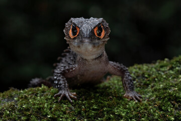 Red-eyed Crocodile Skink (Tribolonotus gracilis) on mossy wood.