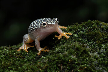 Starry Night Reed Frog (Heterixalus alboguttatus) endemic to Madagascar is perching on mossy wood.