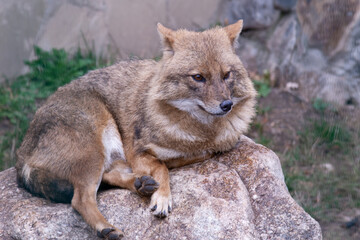 Close-up of a red fox lying on a boulder
