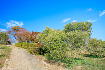 秋の牛窓オリーブ園　岡山県瀬戸内市　Ushimado Olive Garden in Autumn. Okayama Prefecture, Setouchi City.