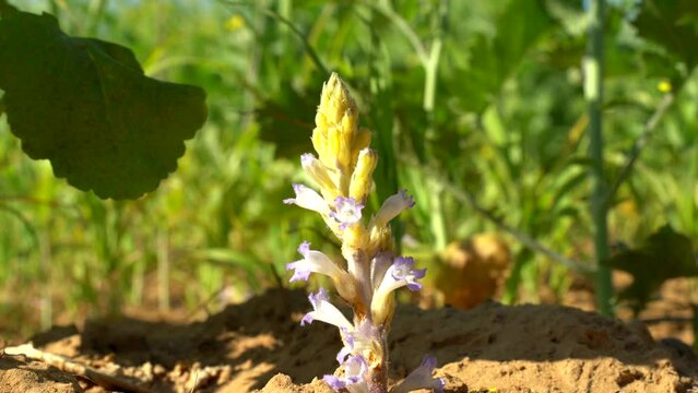 Orobanche ramosa, Branched Broomrape. Wild plant shot in spring.