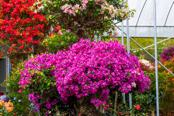 Beautiful blooming bougainvillea bougainvillea flowers of various colors in the garden