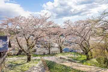 Obraz premium 三春 花の丘公園の桜