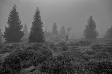 forest in the fog - 554429161