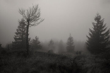 misty morning in the forest - 554429169