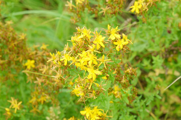 St. Johns wort flowers Hypericum perforatum or St. Johns wort in the meadow, selective focus