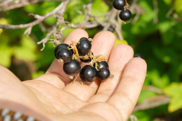 Black currant berry grows on a bush. Concept of growing your own organic food. Selective focus.
