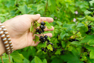 Black currant large berries ripening on stem of plant, Growing currants. Selective focus