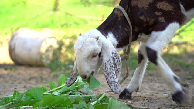 Horizontal image of goat and cub eating grass while pasturing on farm