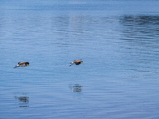 Plovers At Speed