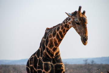 Old Giraffe bull with calcium deposit on skulls and beautiful coloured neck - Etosha national park, Namibia, Africa
