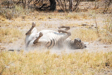 Obraz na płótnie Canvas Zebra rolling on its back in the dust - Etosha, Namibia