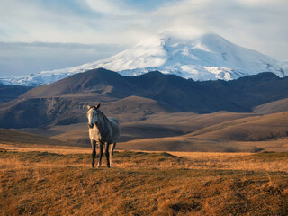 White horse on the background of a mountain peak.  Beautiful white horse in an autumn meadow poses...