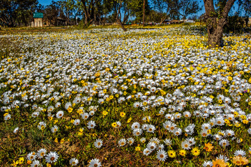 Fields of white and yellow daisy wildflowers